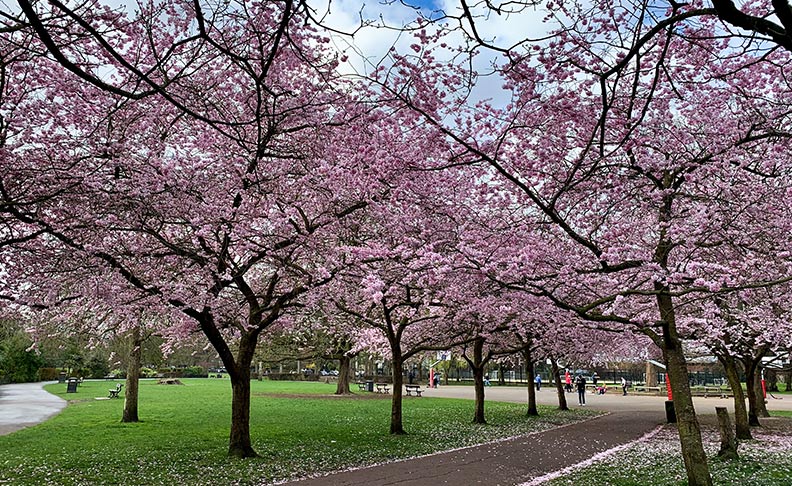 Ravenscourt Park image