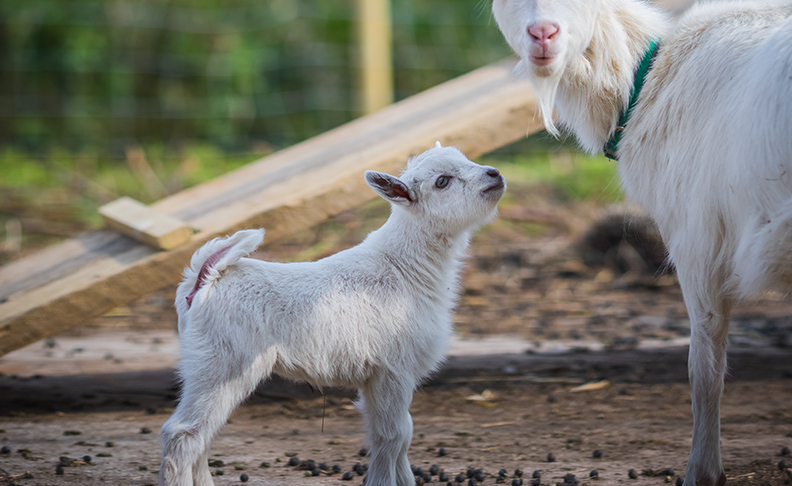 Vauxhall City Farm image