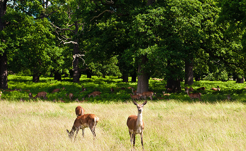 Richmond Park image