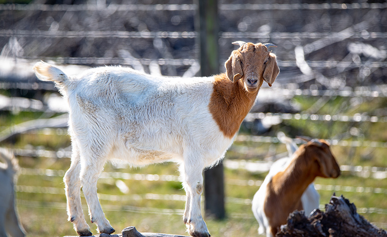 Hounslow Urban Farm image