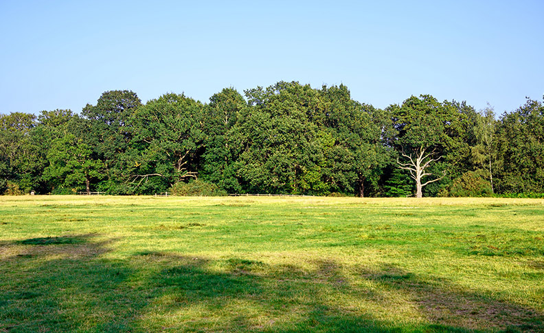 Minet Country Park image