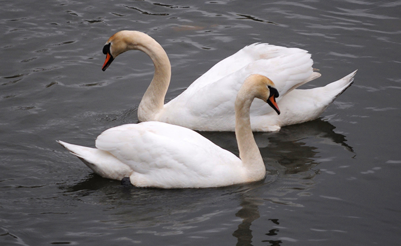 Brent Reservoir (Welsh Harp) image