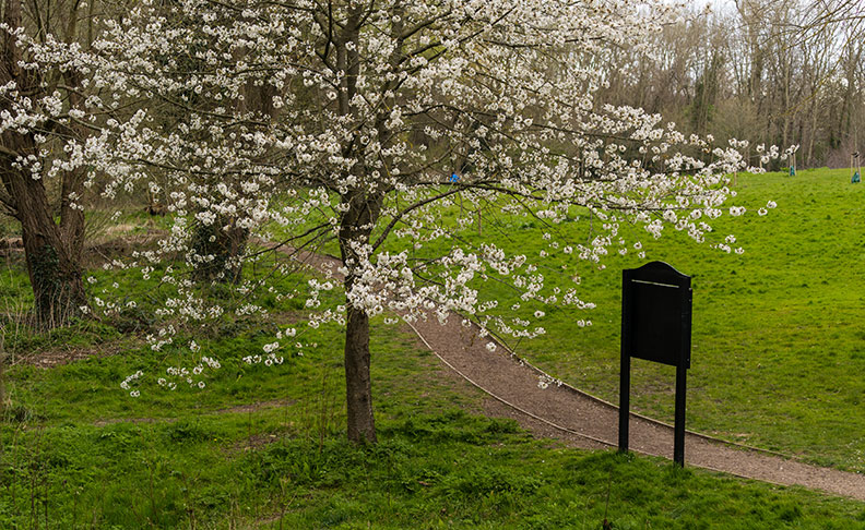 Cherry Tree Woods	 image