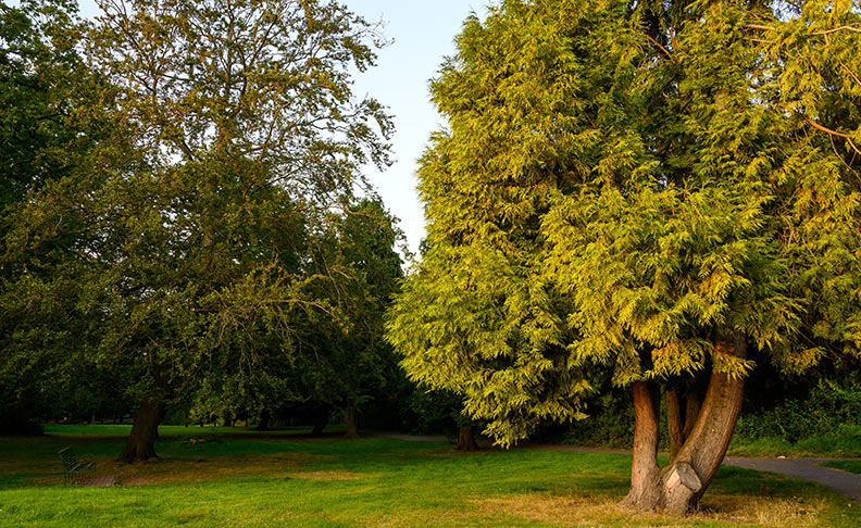 Yeading Brook Meadows image