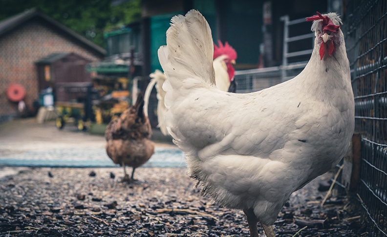 Kentish Town City Farm image