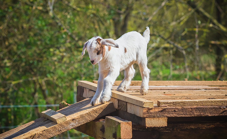 Belmont Children's Farm image