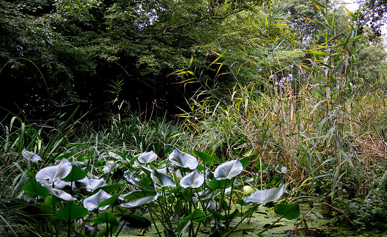 Camley Street Natural Park image