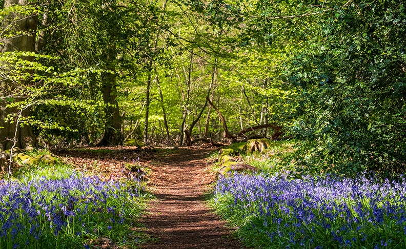 Stanmore Country Park image