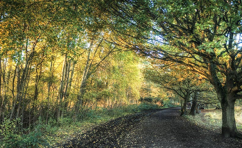 Wimbledon Common image