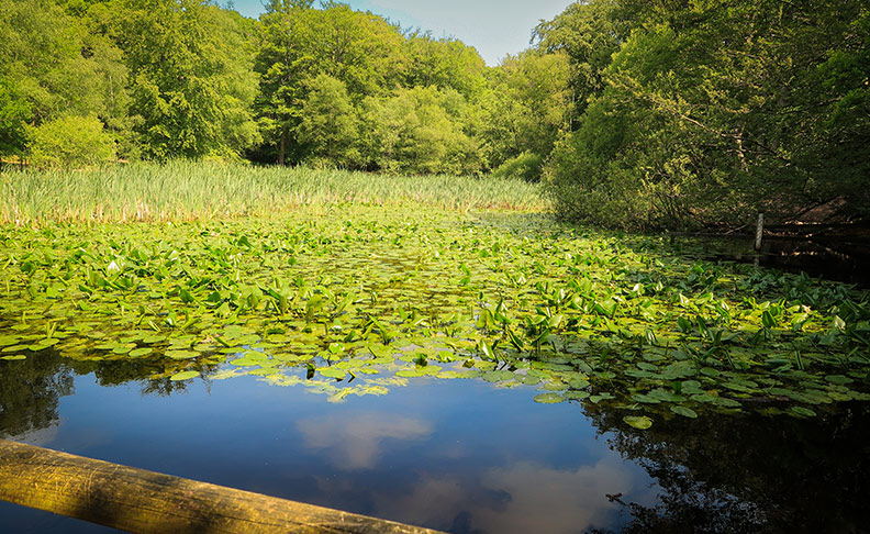 Burnham Beeches image