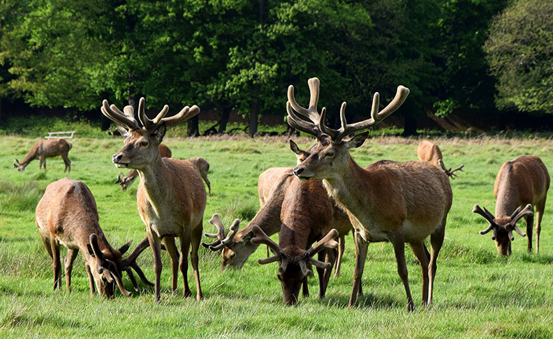 Richmond Park image