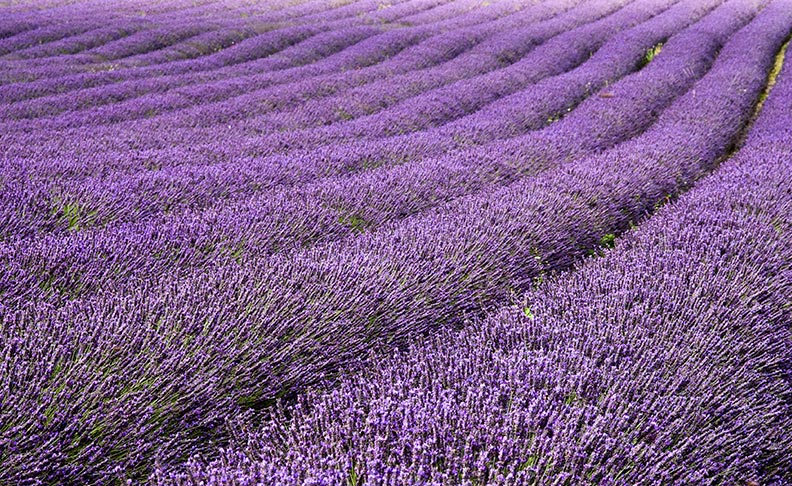 Hitchin Lavender 