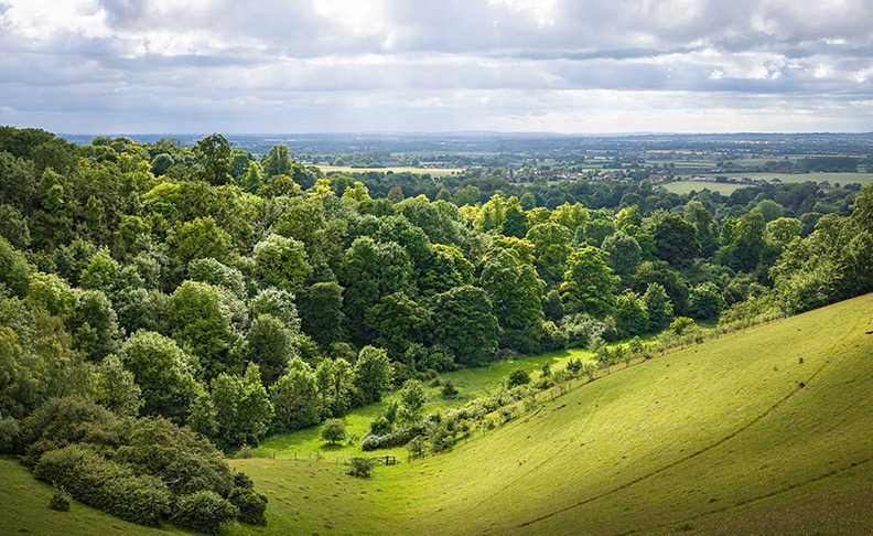 Chiltern Hills 